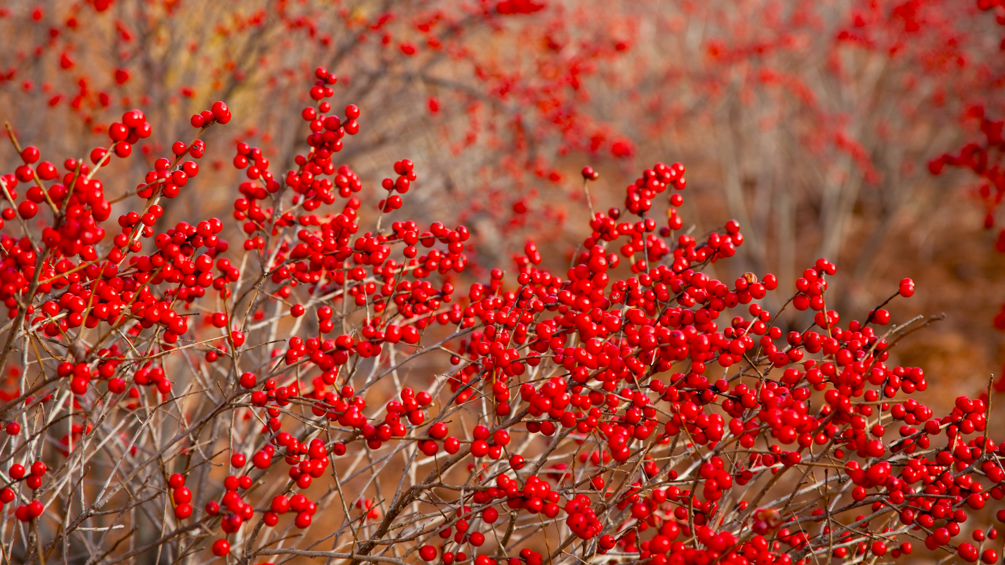 cornus officinalis red berries winter