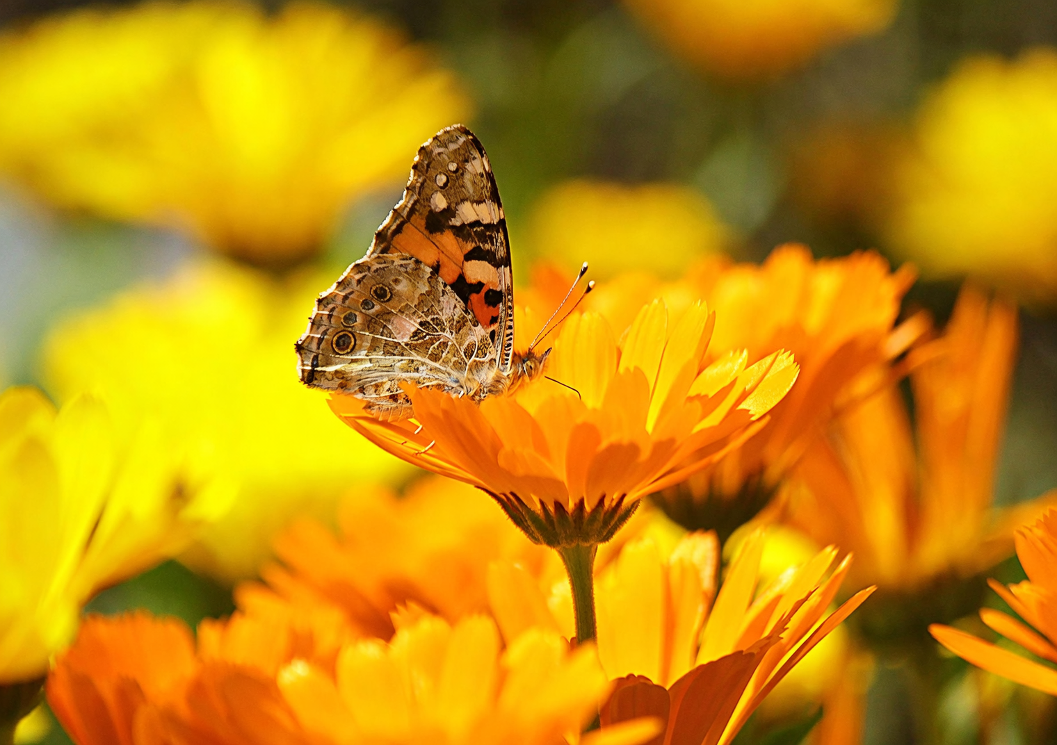 French marigold spider mites webbing