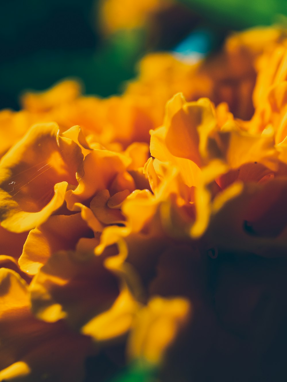 French marigold thrips damage petals
