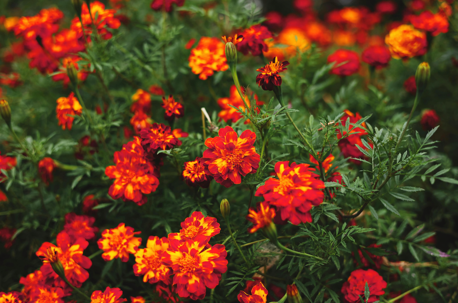 French marigold powdery mildew leaves