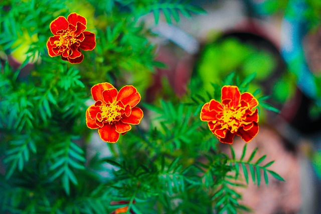 French marigold base watering can