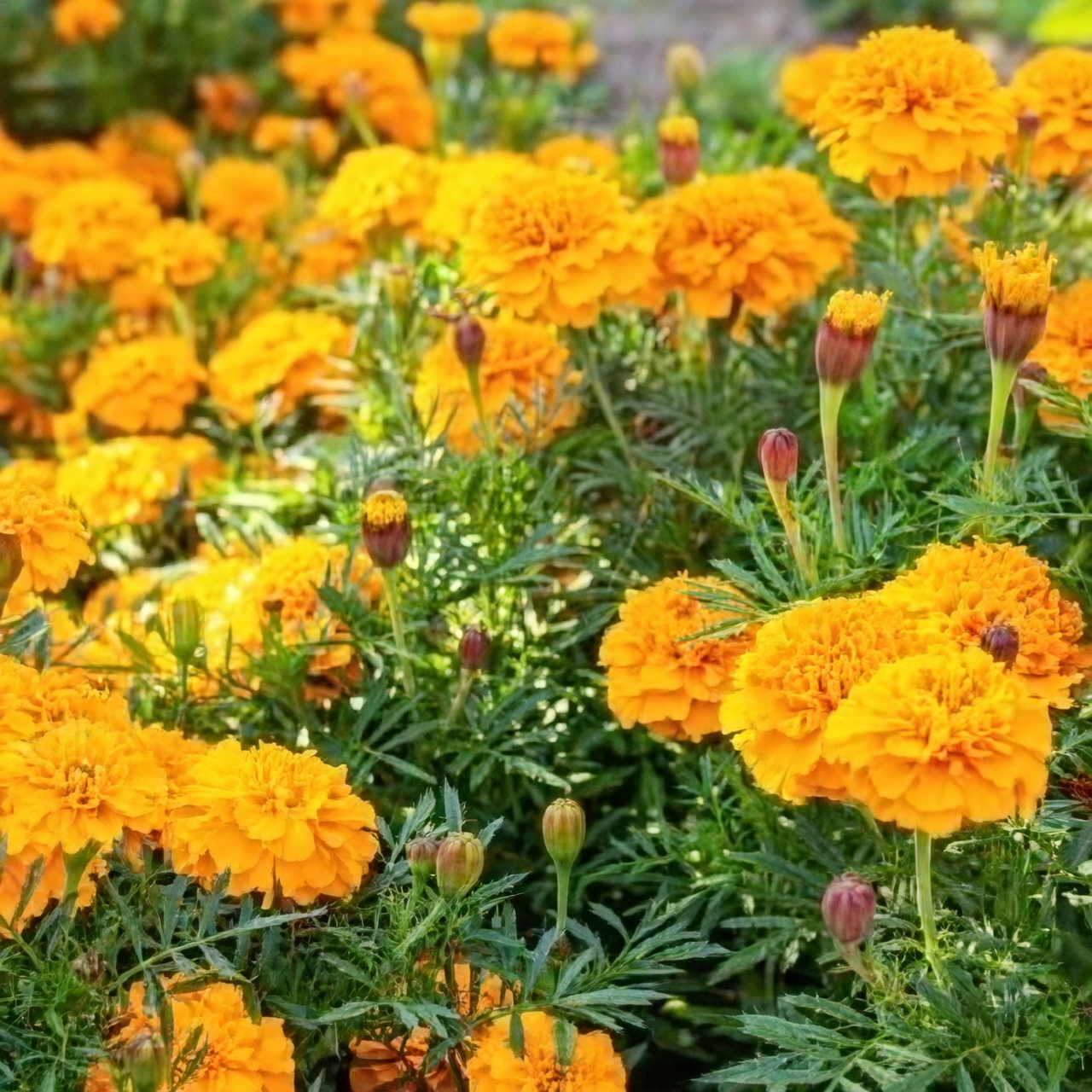Not Actually French?! The Globe‑Trekking Origin Story of Tagetes patula