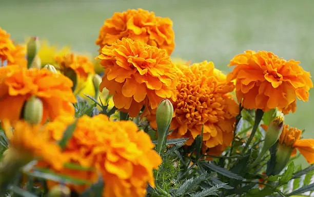 French marigold bicolor flower close-up