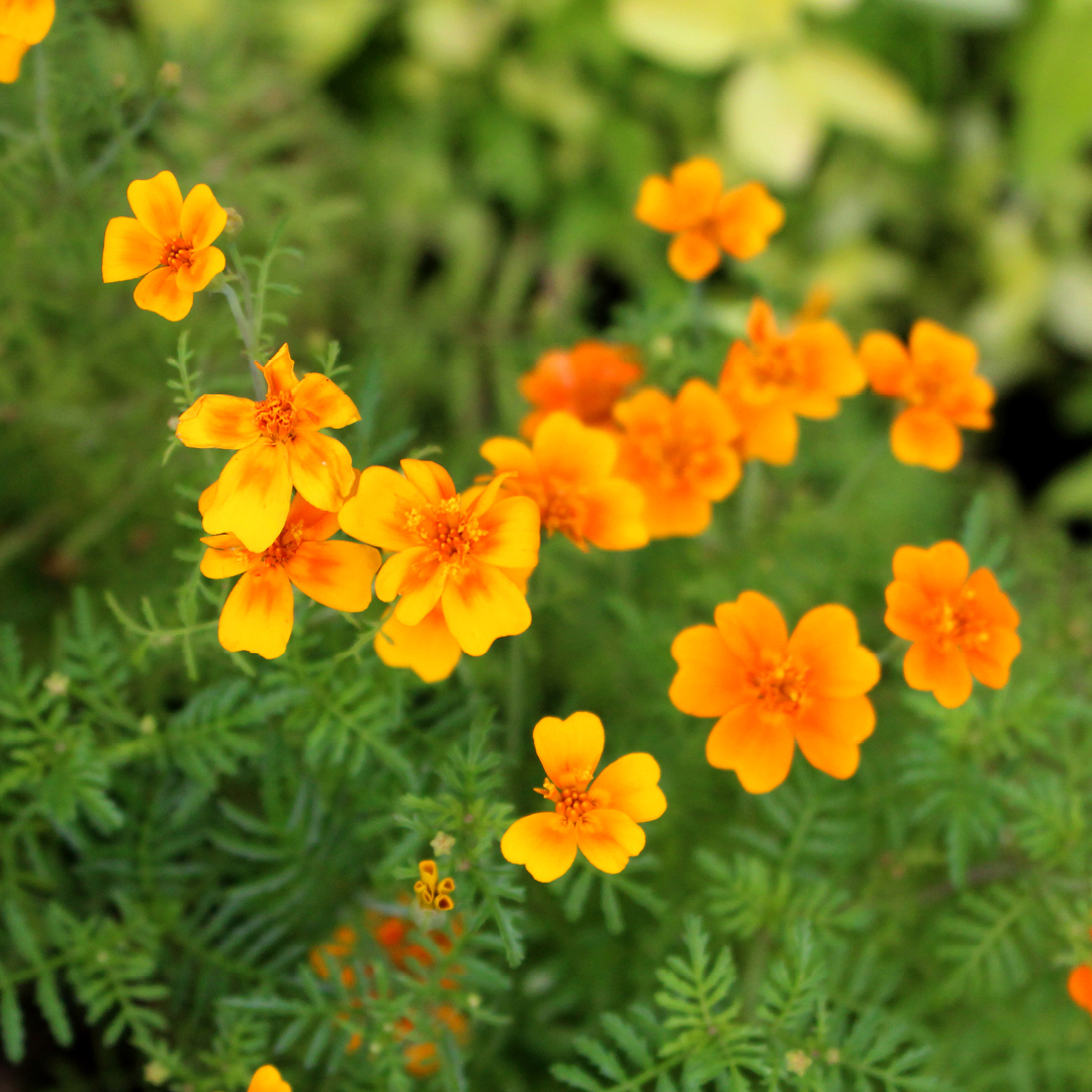 Why Do French Marigolds Smell ‘Spicy’—And What Are They Telling Bugs?