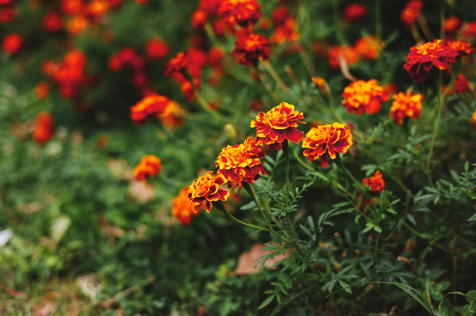 french marigold seedlings germination tray