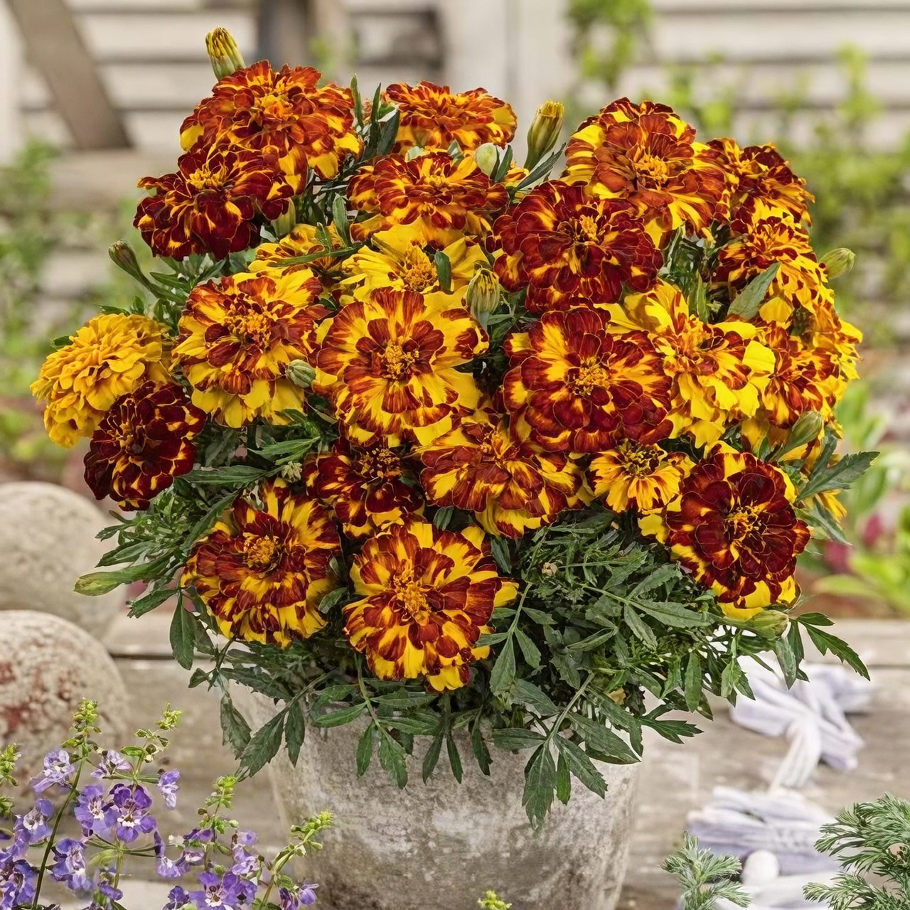French marigold bushy plant pot