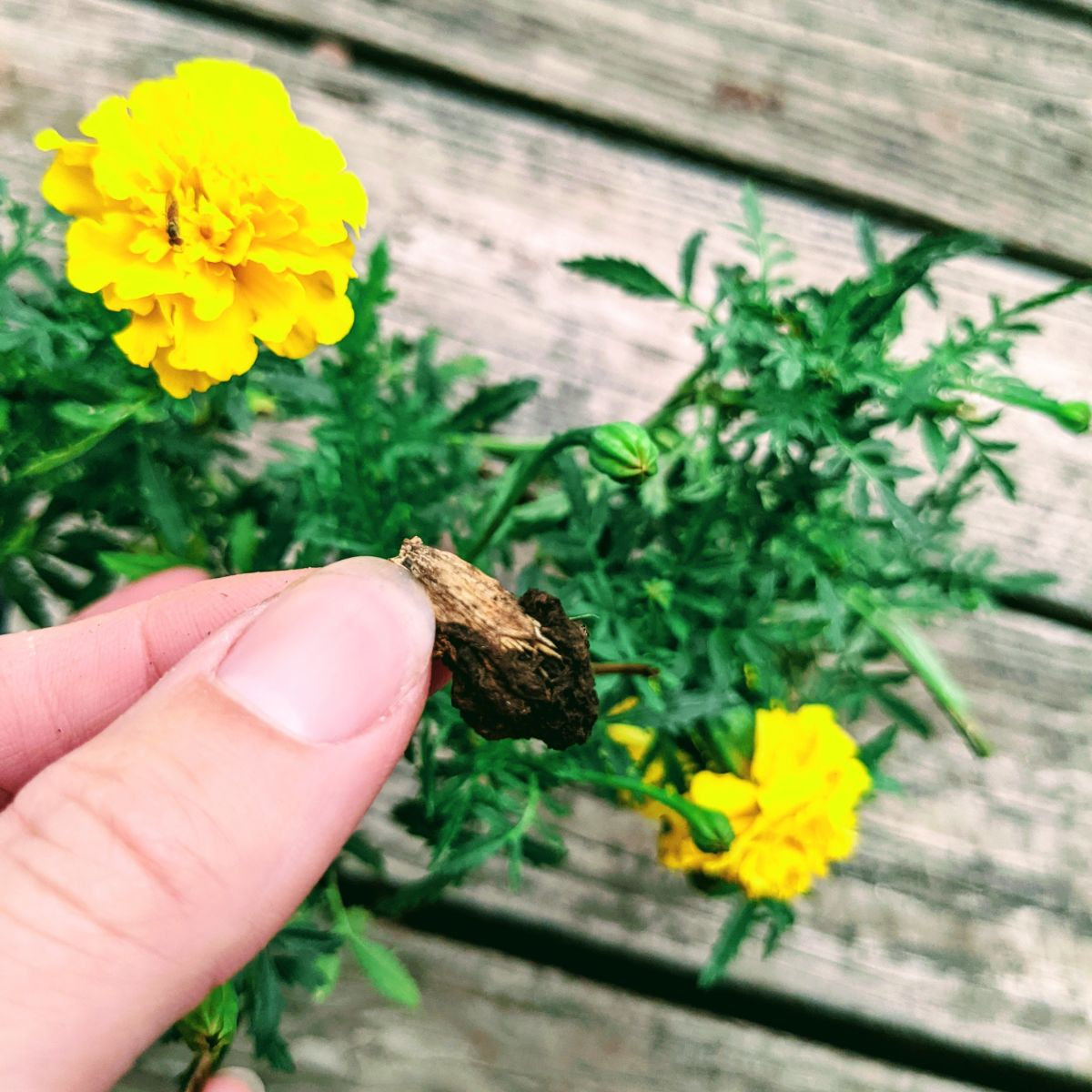 French marigold deadheading by hand