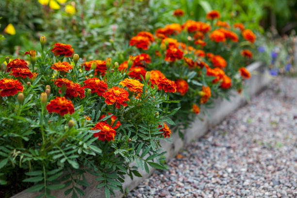 Tomatoes’ Tiny Bodyguard: A Science‑Savvy Companion Planting Guide with French Marigolds