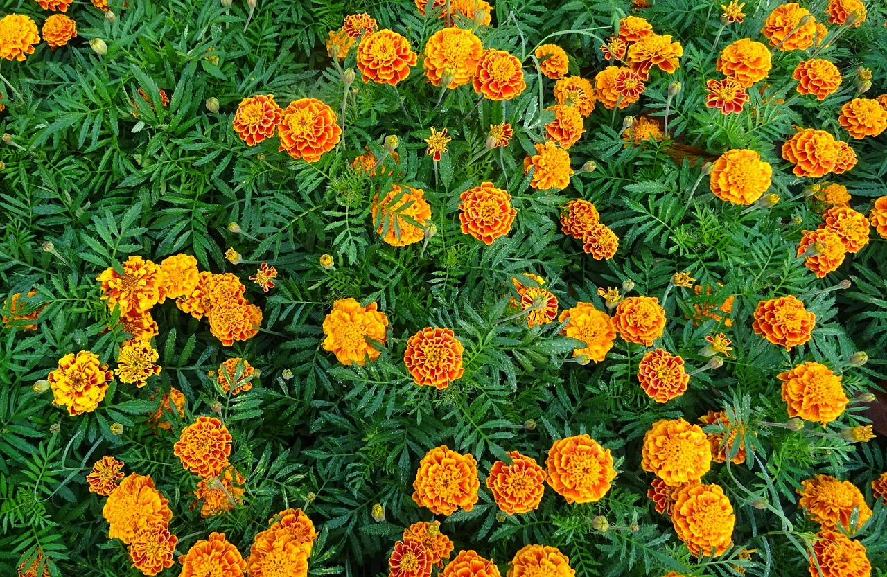 French marigold insectary strip garden