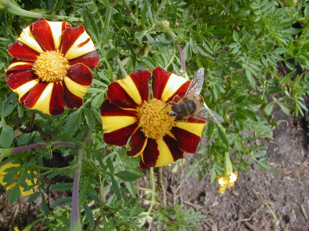 French marigold single bloom hoverfly
