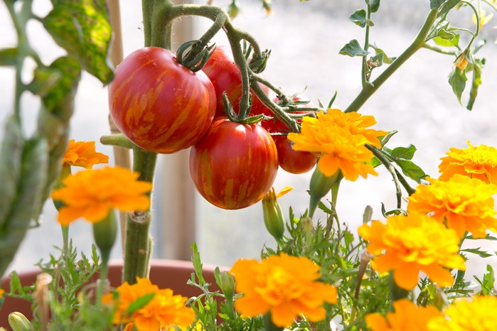 French marigold in tomato container