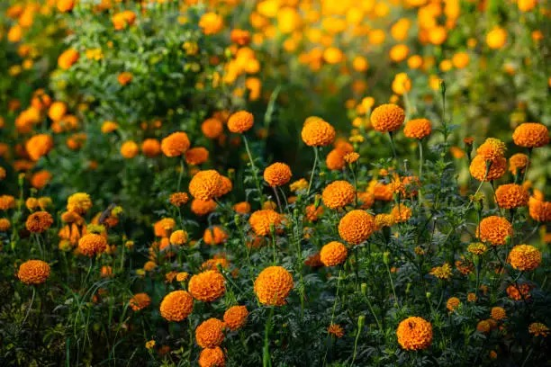 Seven Weeks to a Sea of Color: Seed‑Starting and Pinching Masterclass for Tagetes patula