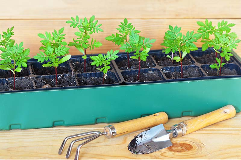 French marigold seeds in seed tray