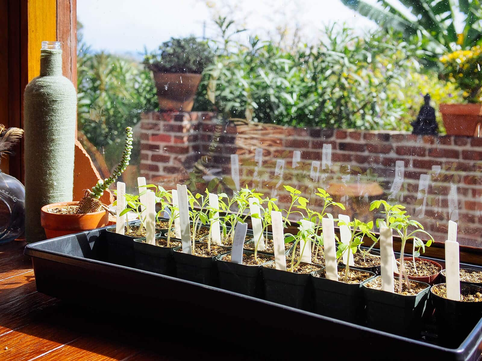 French marigold seedlings hardening off outdoors