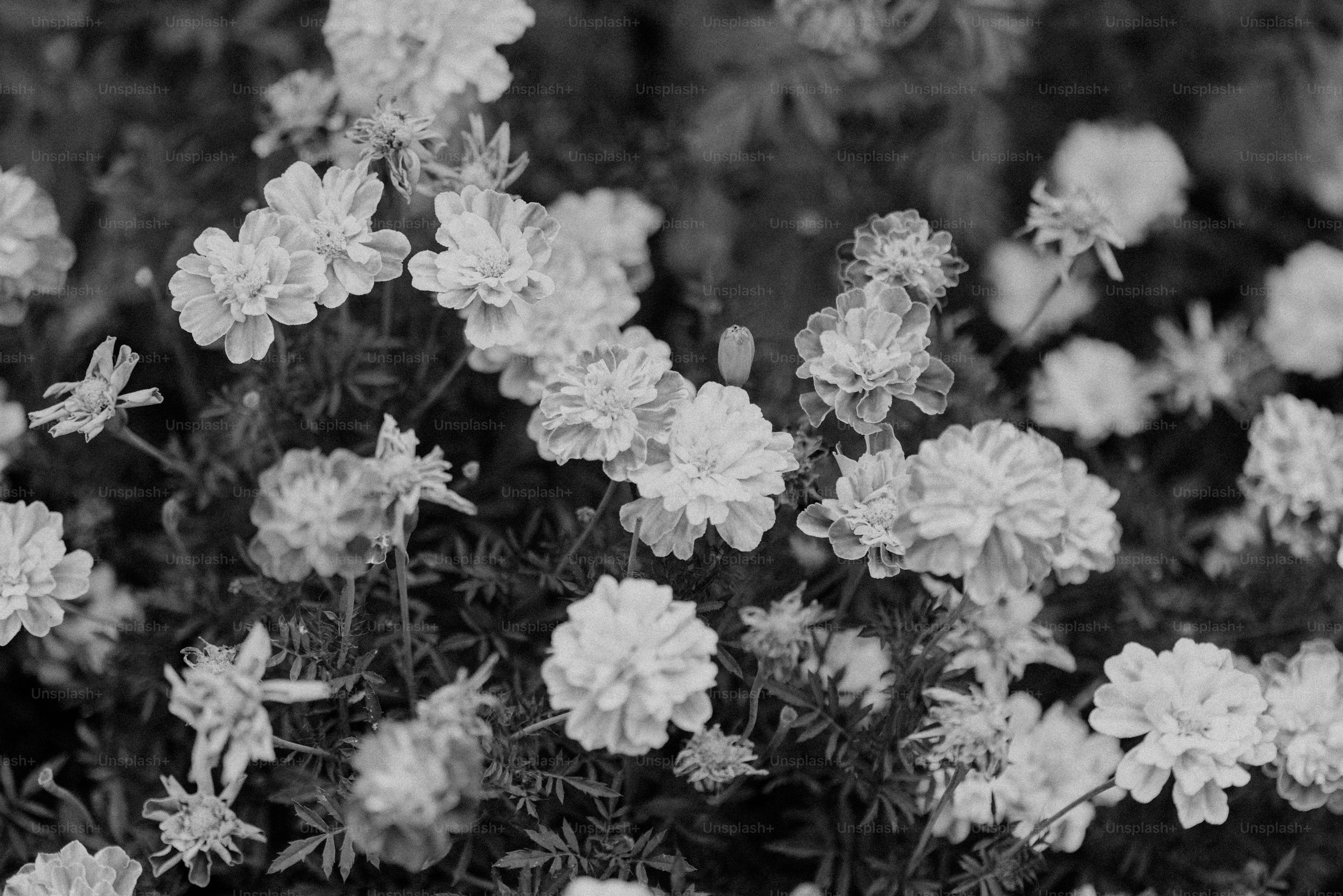 French marigold spacing in garden bed