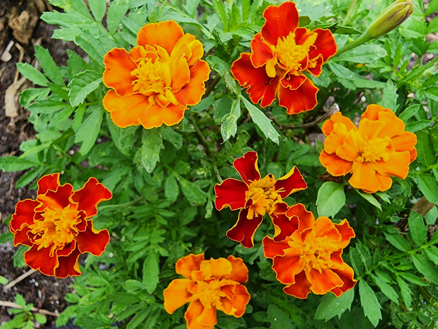 french marigold tiered border grasses