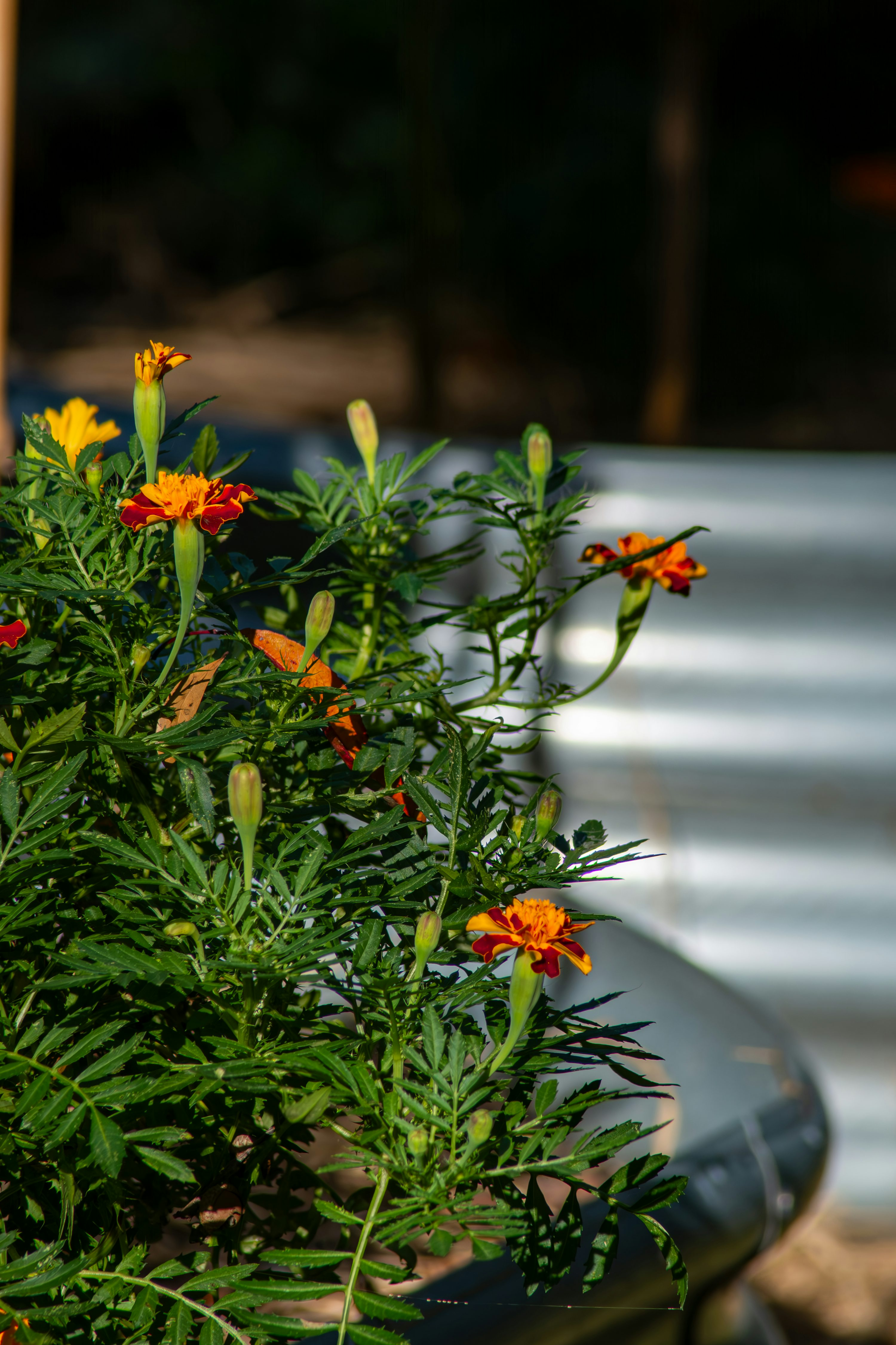 french marigold with blue lobelia