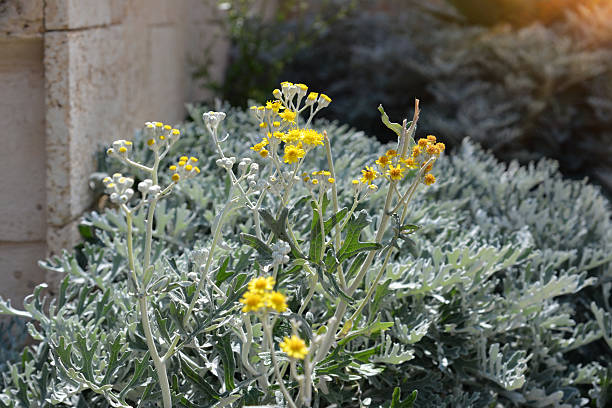 french marigold pot dusty miller alyssum