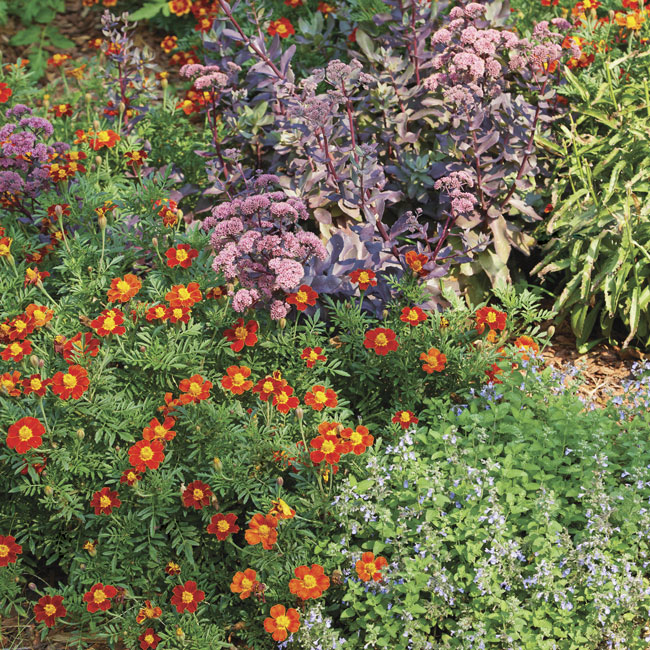 Meet the Marigold All‑Stars: Bonanza vs. Durango vs. Super Hero—Which Tagetes patula Wins?