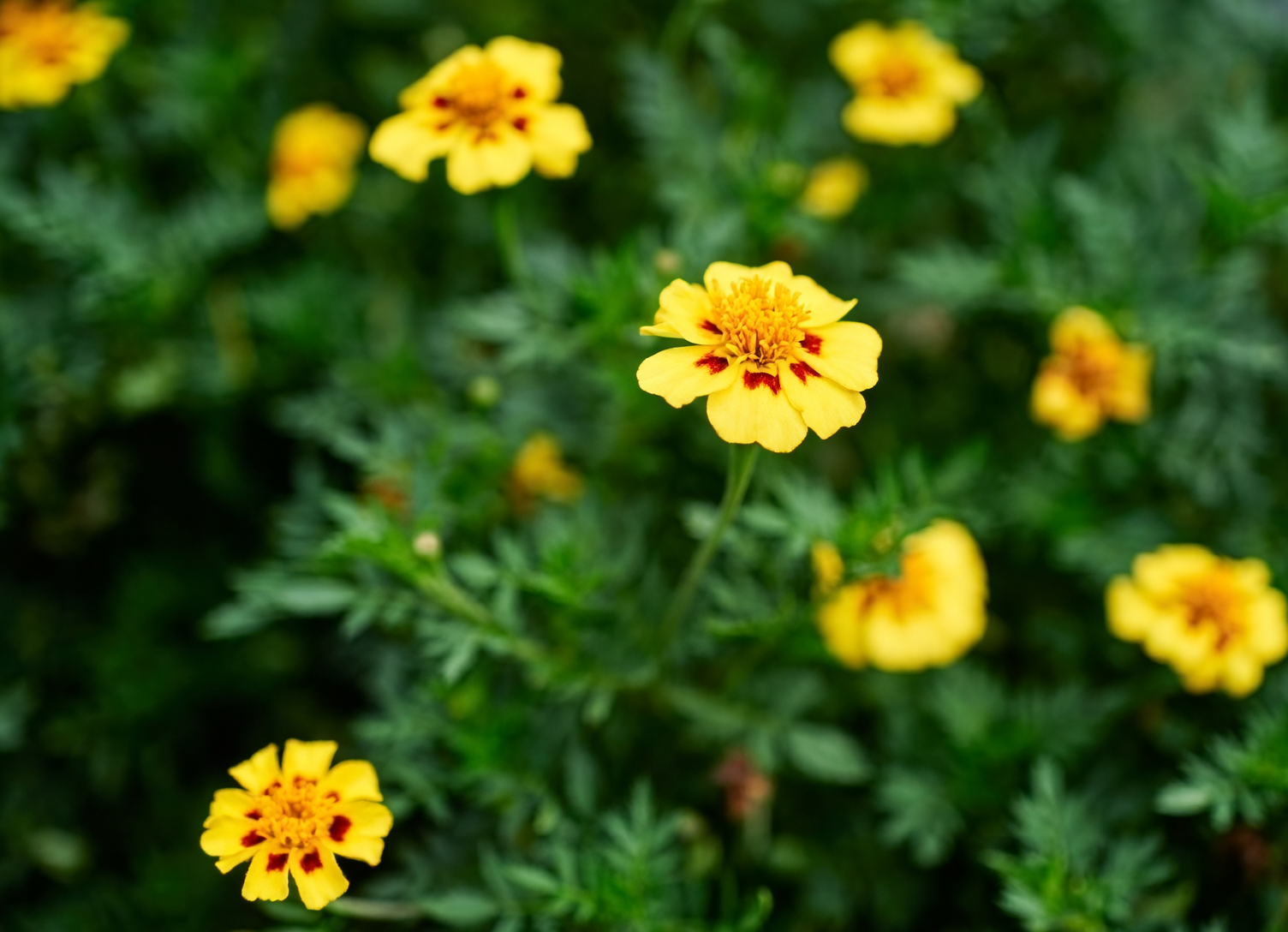 French marigold Naughty Marietta close-up