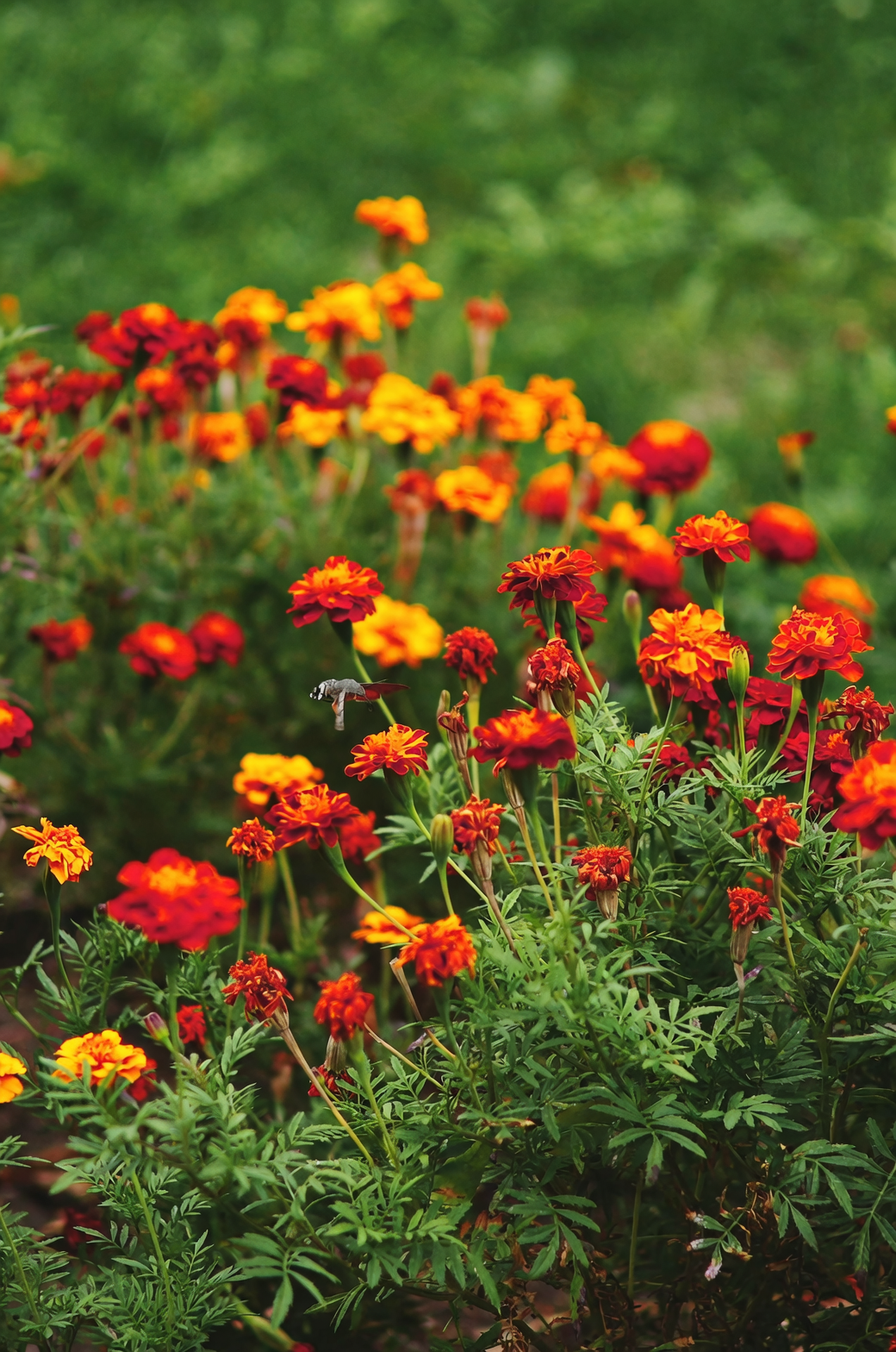 French marigold Super Hero Spry container