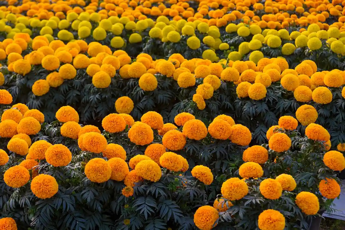 Bloom Through the Heat: Keep French Marigolds Flowering When Summer Sizzles