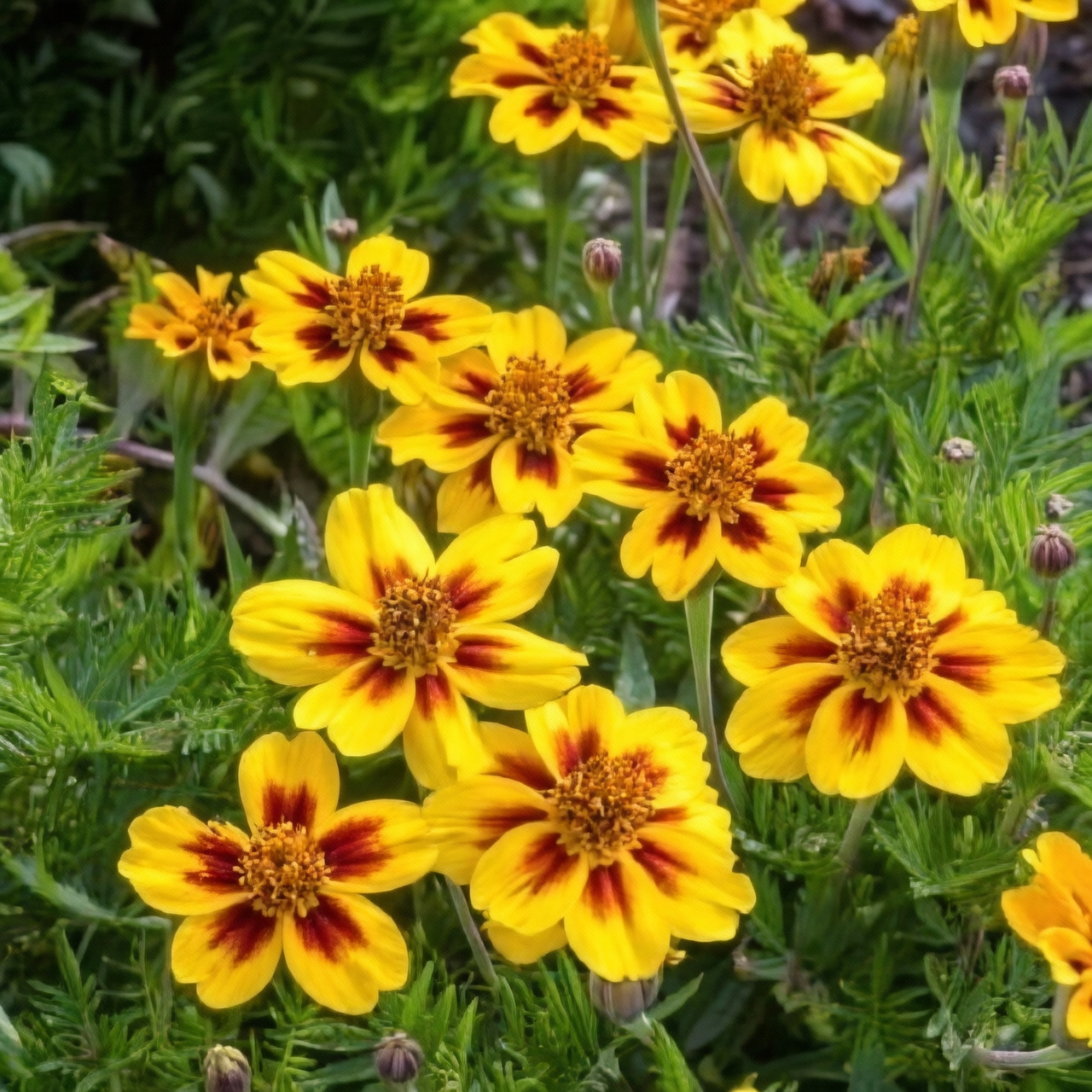 French marigold watering at base