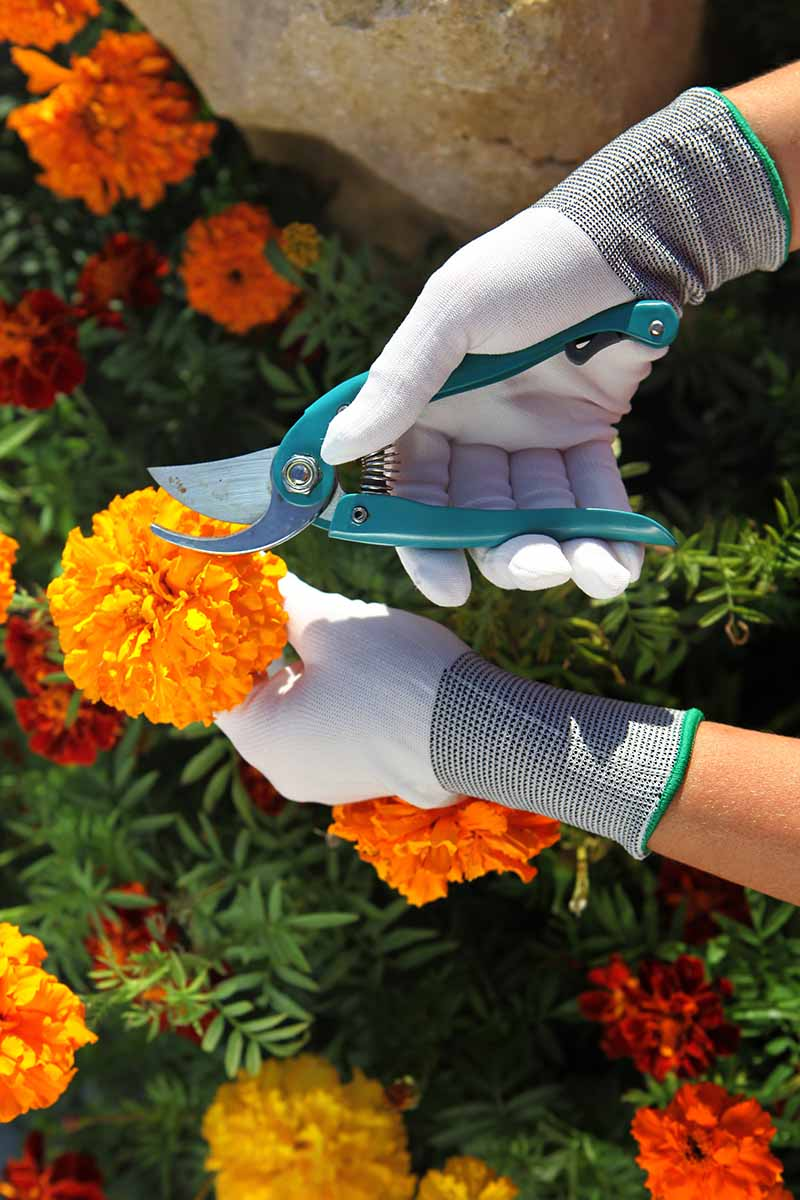 French marigold deadheading hand pruners