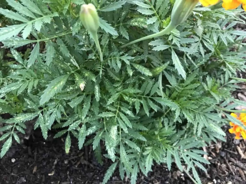French marigold spider mites leaf