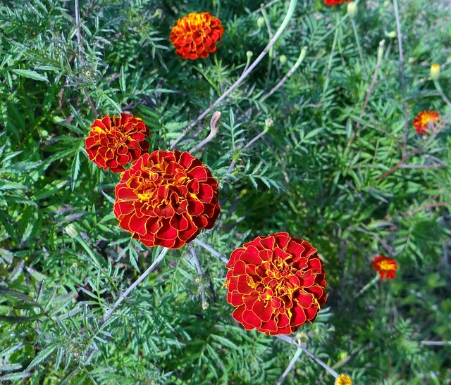 Sun in a Jar: Harvest French Marigolds for Petite Bouquets, Natural Dyes, and Kid‑Friendly Crafts