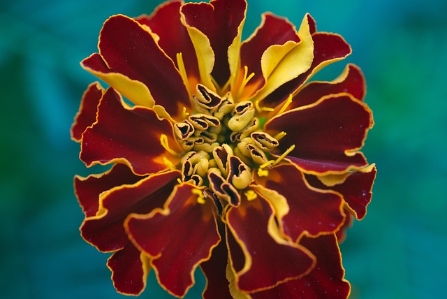 French marigold cutting with snips