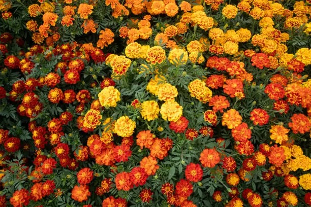 French marigold solar dye jar