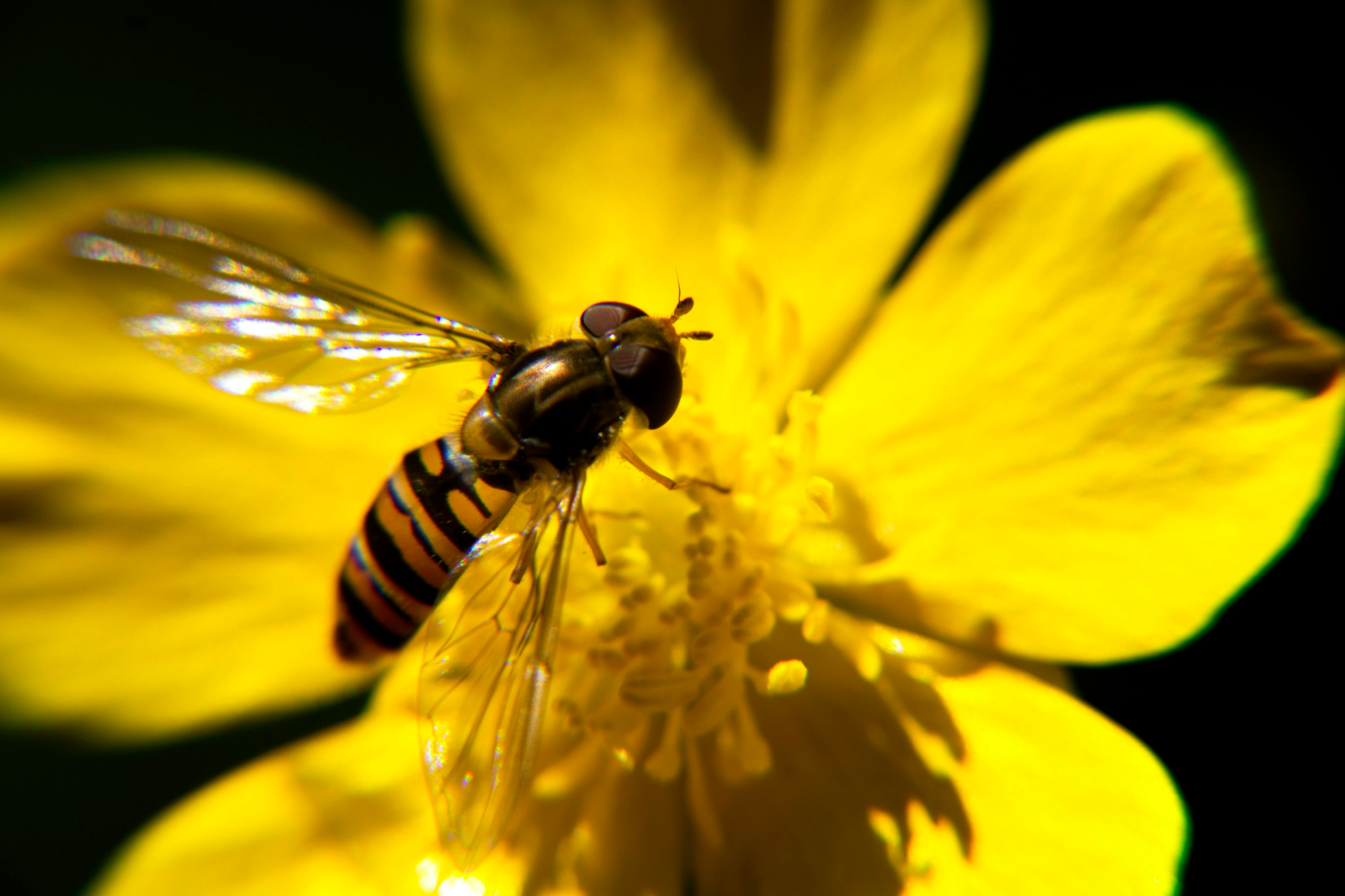 Small Flower, Big Impact: How French Marigolds Power Pollinators and Backyard Biodiversity