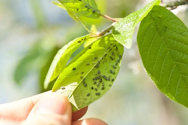 French marigold hoverfly larva eating aphids