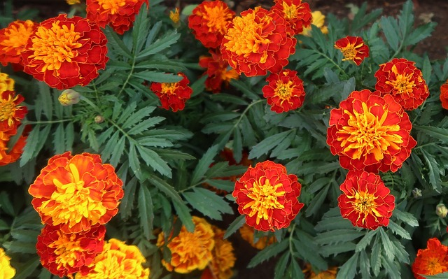 French marigold bees on single blooms