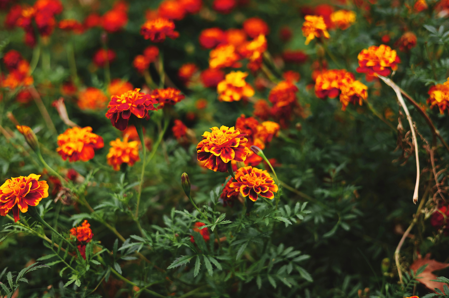 French marigold border vegetable bed