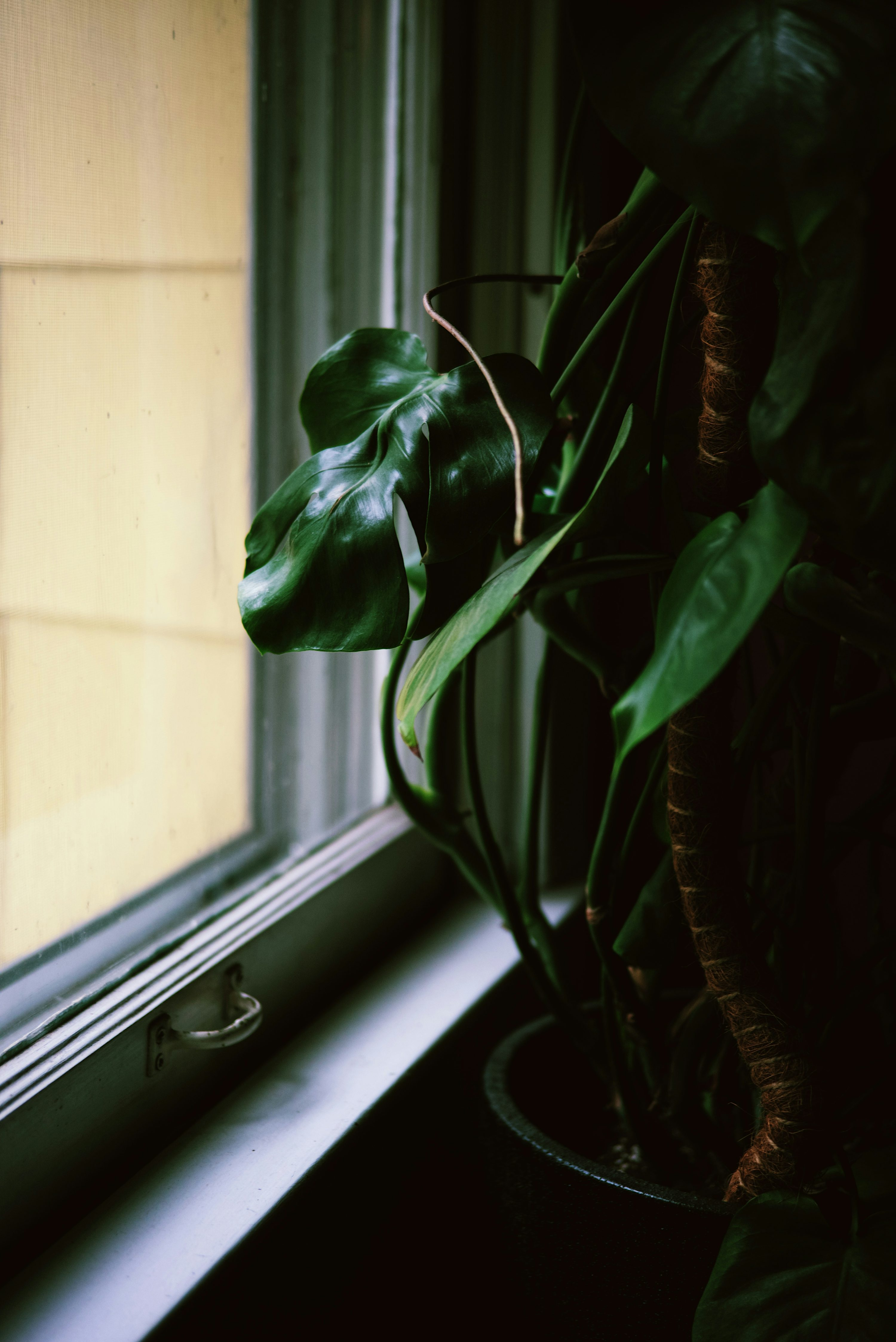 french marigold south window grow light