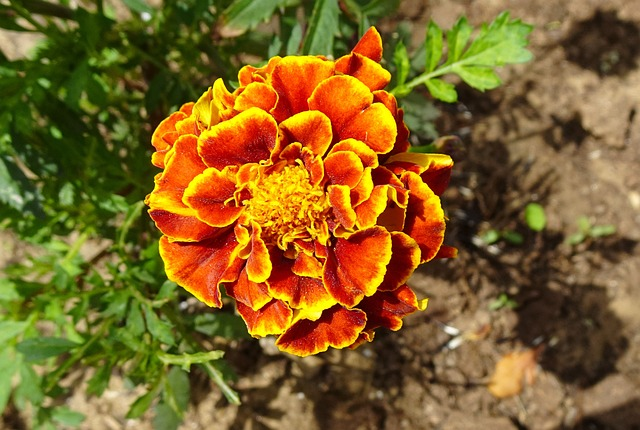 french marigold watering pot