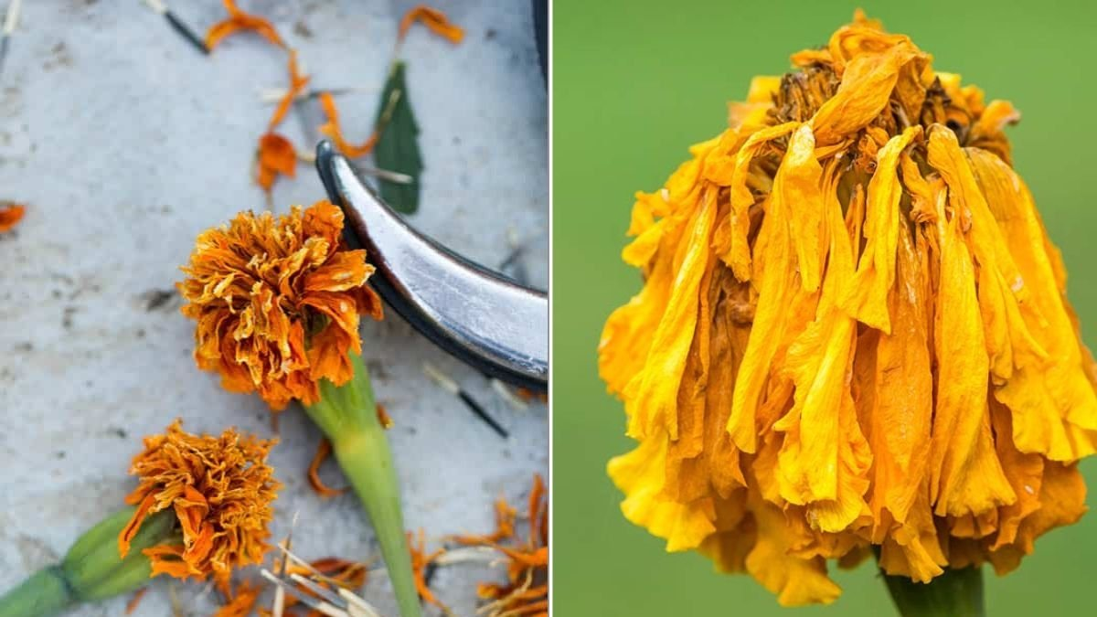 french marigold deadheading scissors