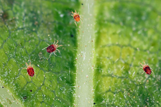 French marigold spider mites underside