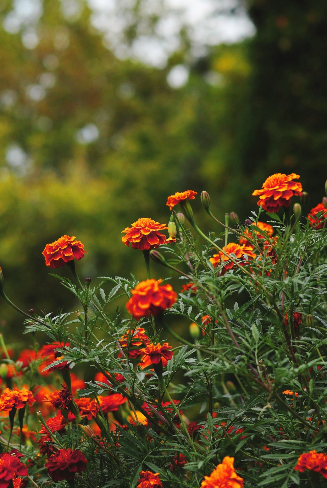French marigold mass planting flowerbed