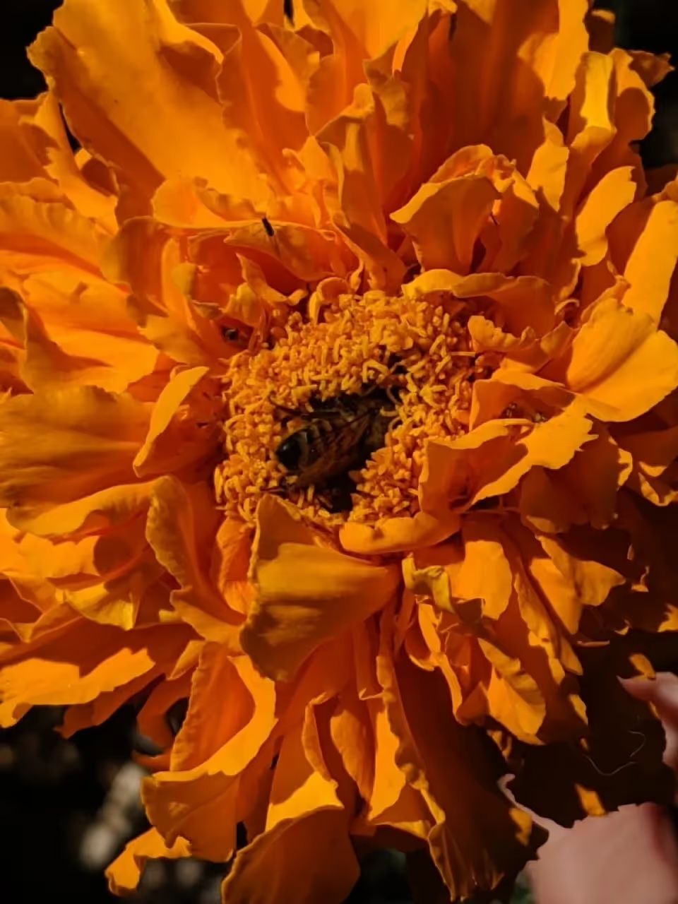 French marigold morning sun bloom