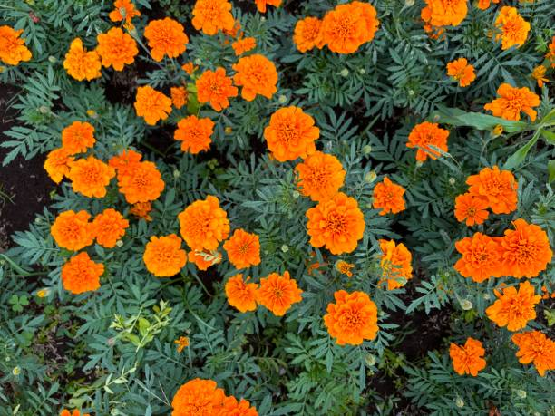 French marigold with tomatoes raised bed