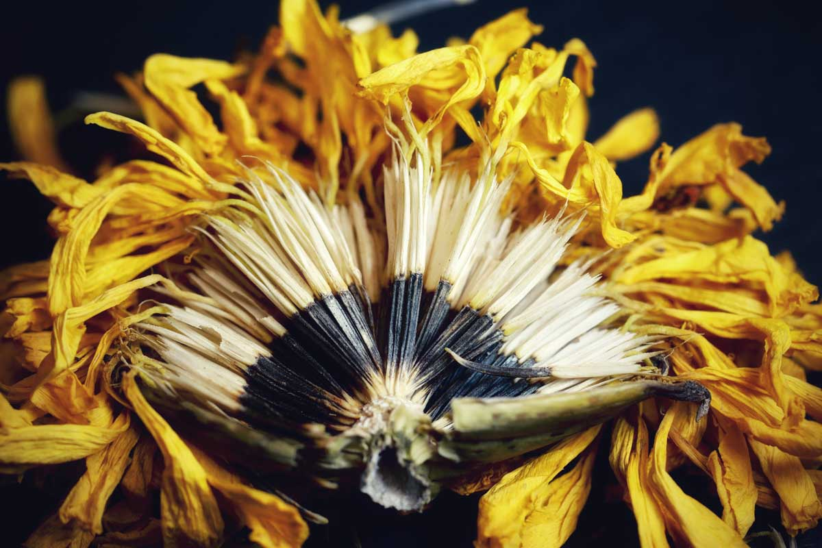 French marigold seed pods close-up