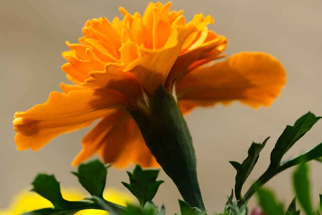 french marigold doorway pot