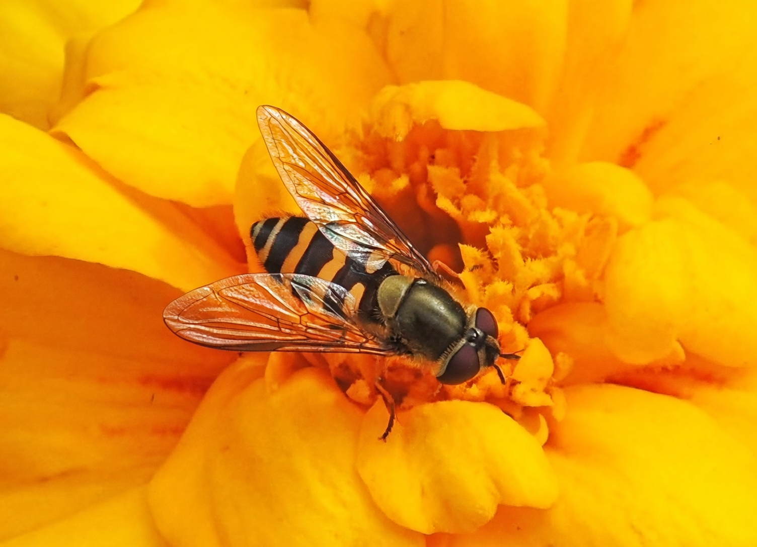 hoverfly on french marigold