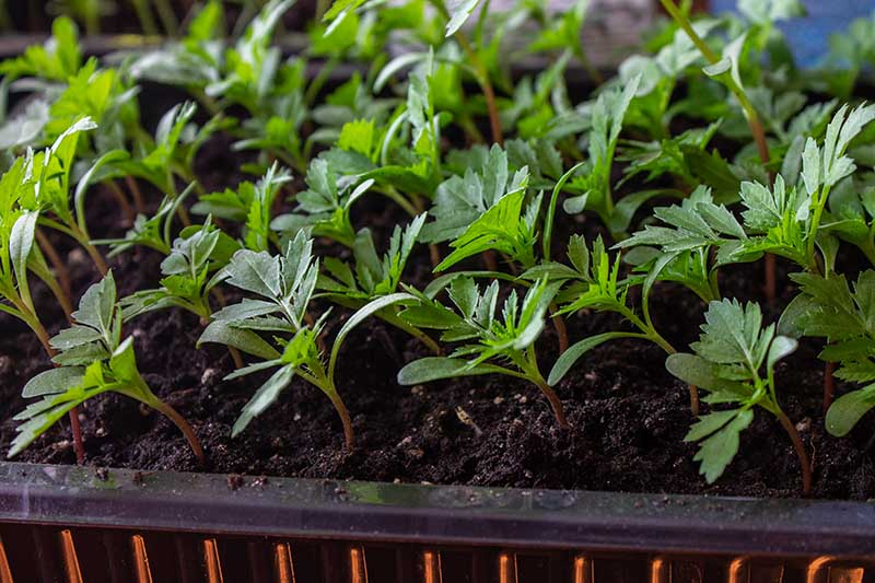 french marigold seedlings grow light