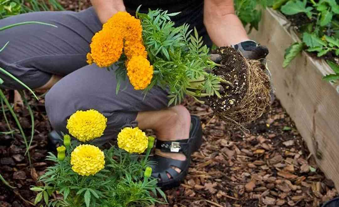 french marigold spacing garden bed