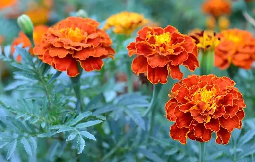 french marigold seed harvest close-up