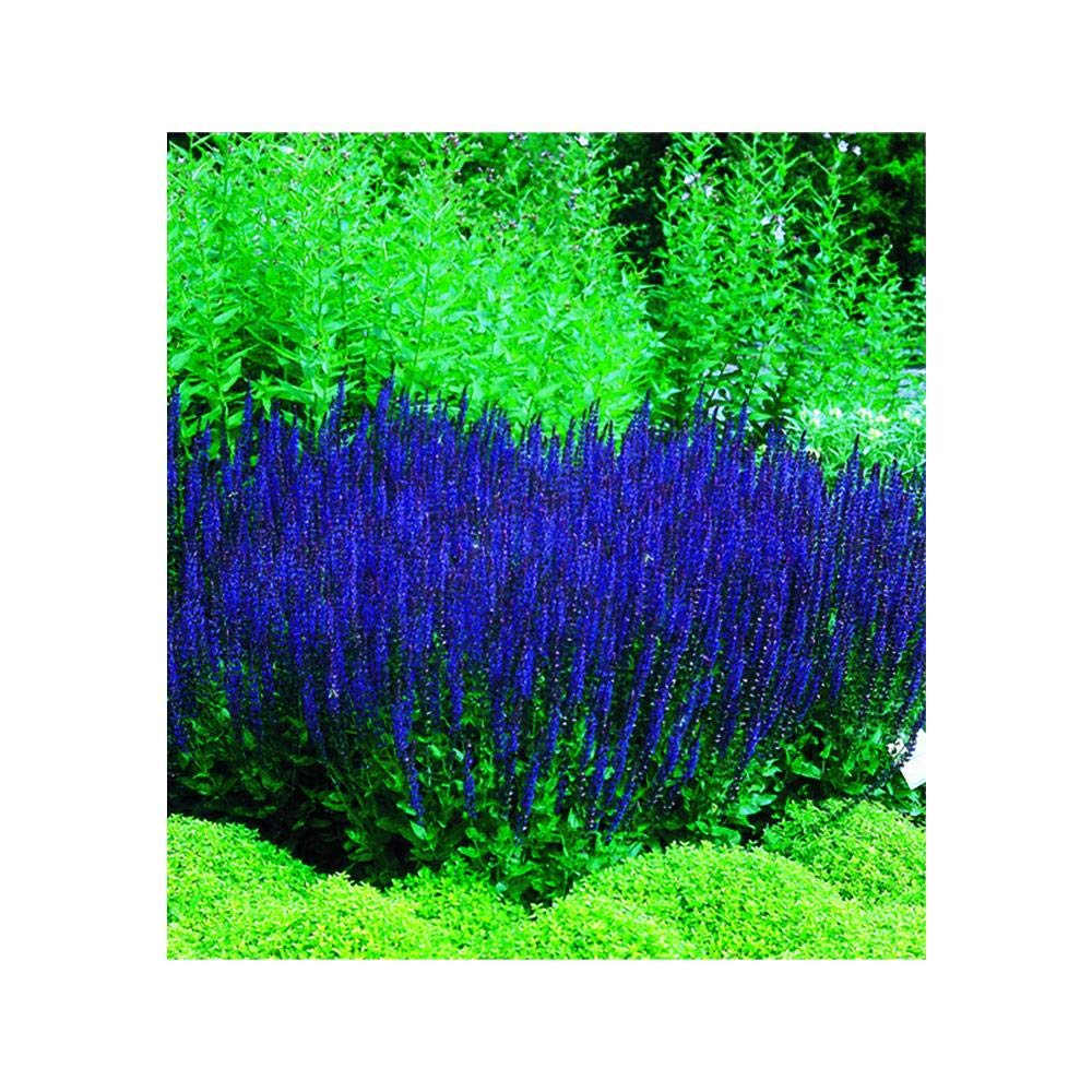 french marigold with blue salvia